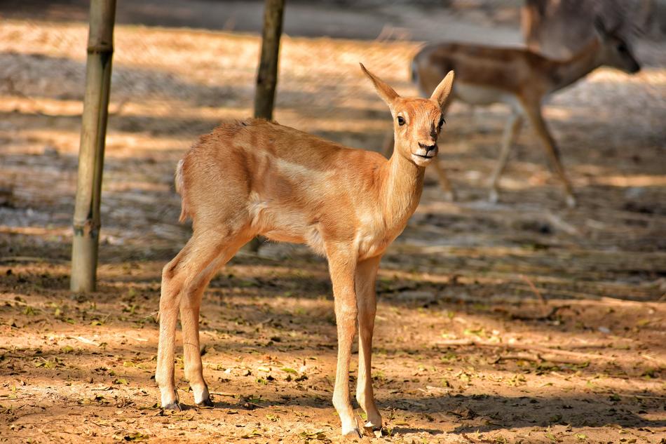 wild young deer in forest