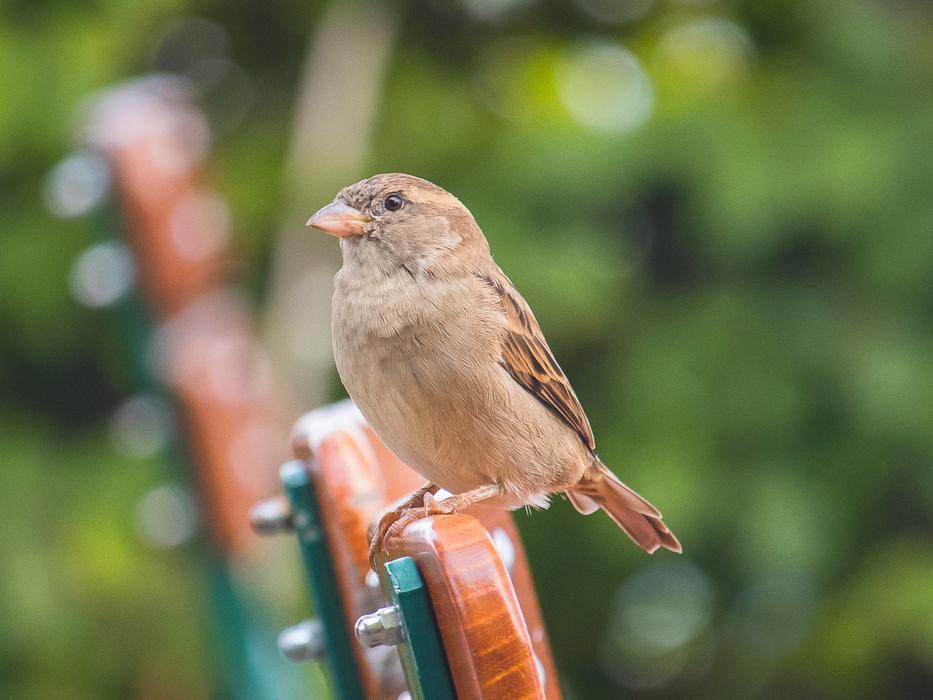 cute bird on the fence