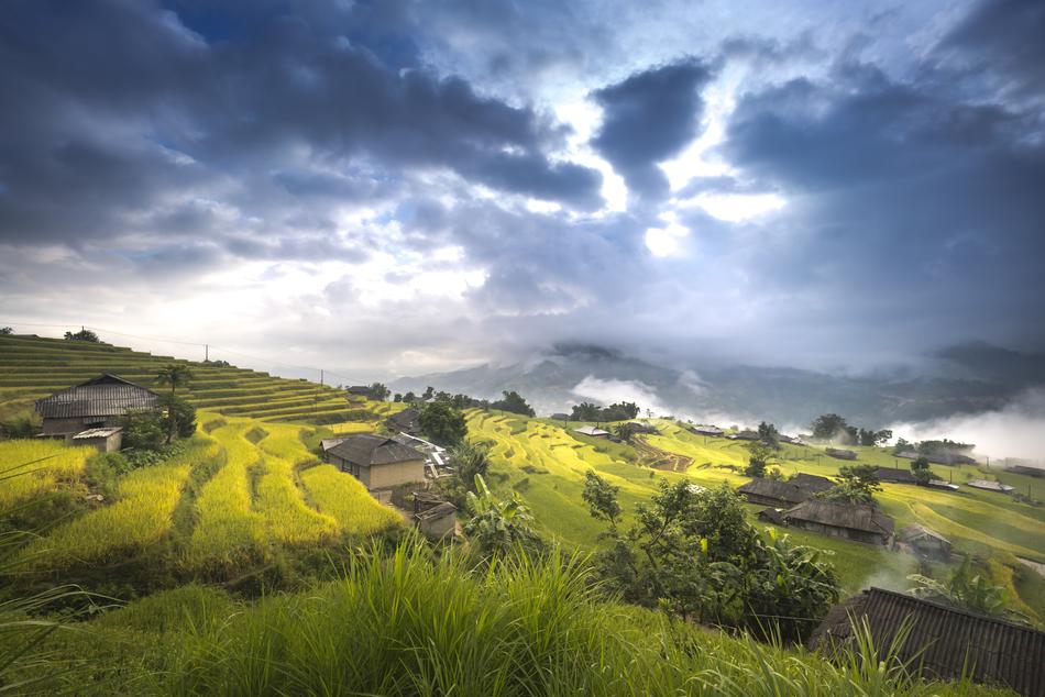 Vietnam Rice Field Ha