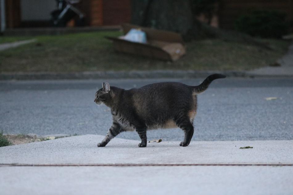 Outdoors Mammal Cat