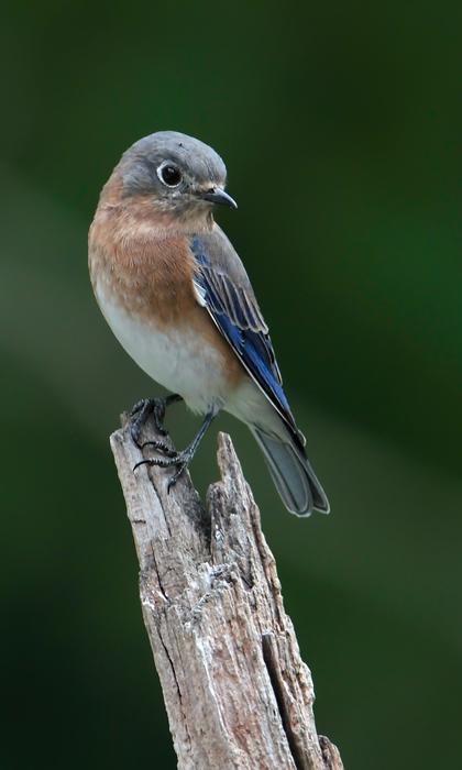 Bluebird Eastern Avian