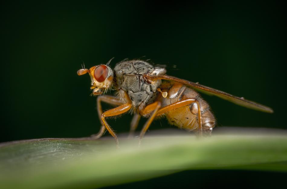 Insect Nature Animals Living