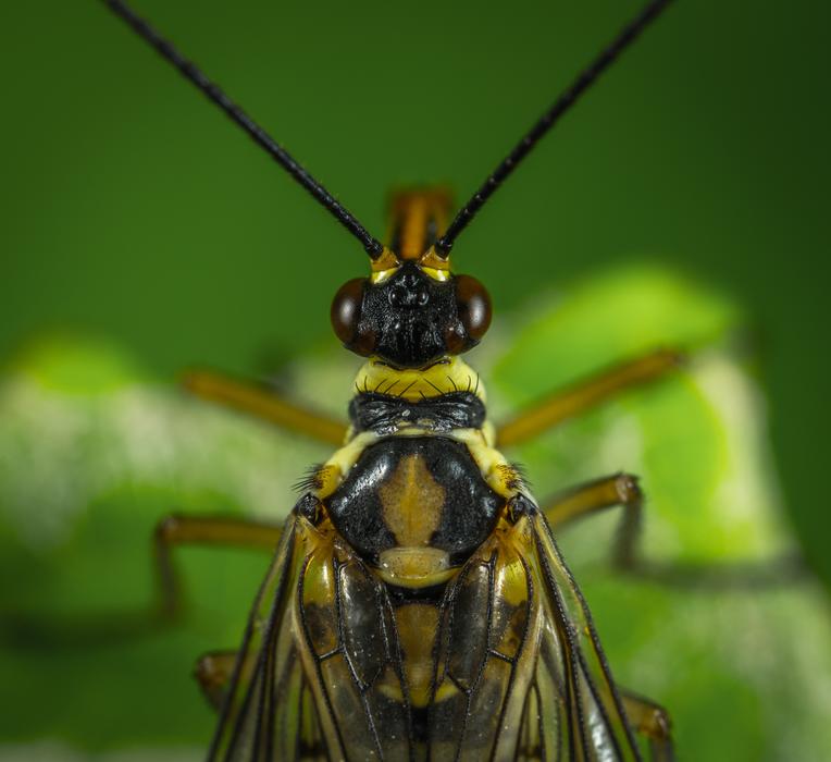 beetle sitting in the grass
