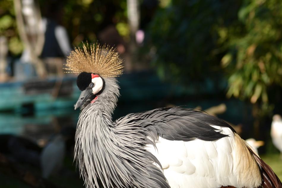 Grey Crowned Crane Bird Africa