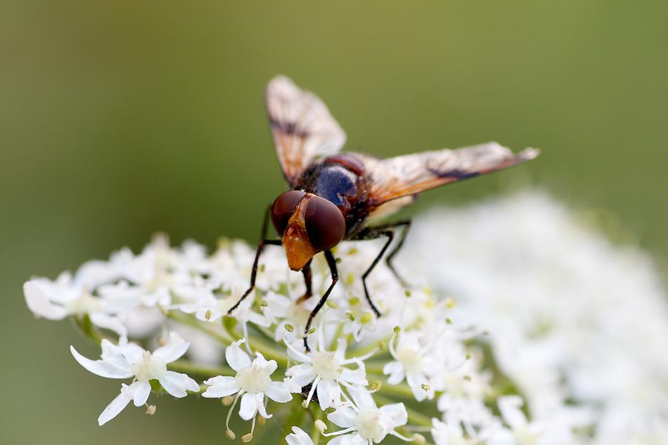 Hoverfly Close Up Macro