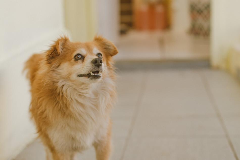 Dog Cão Cachorro
