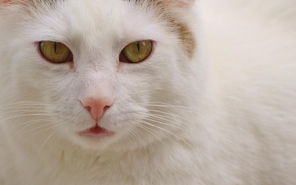 Cat Domestic White