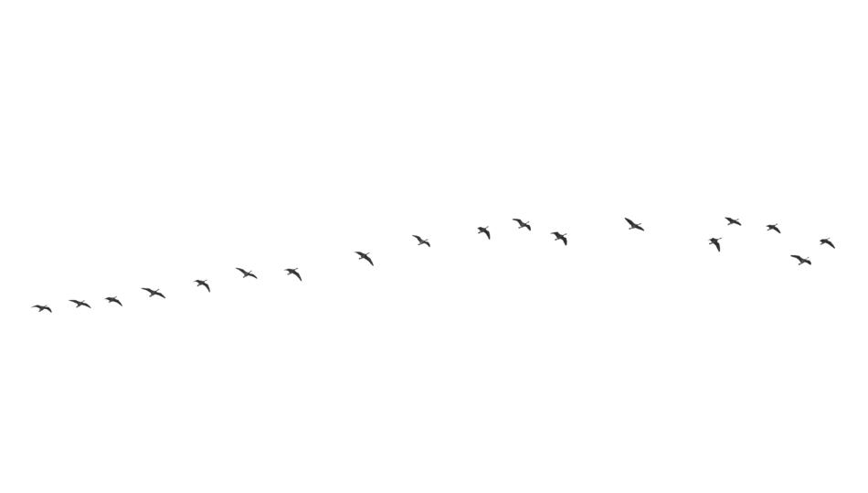 birds migratory flying animal