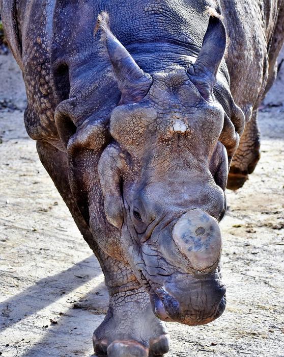 Rhino Animal Mammal Big
