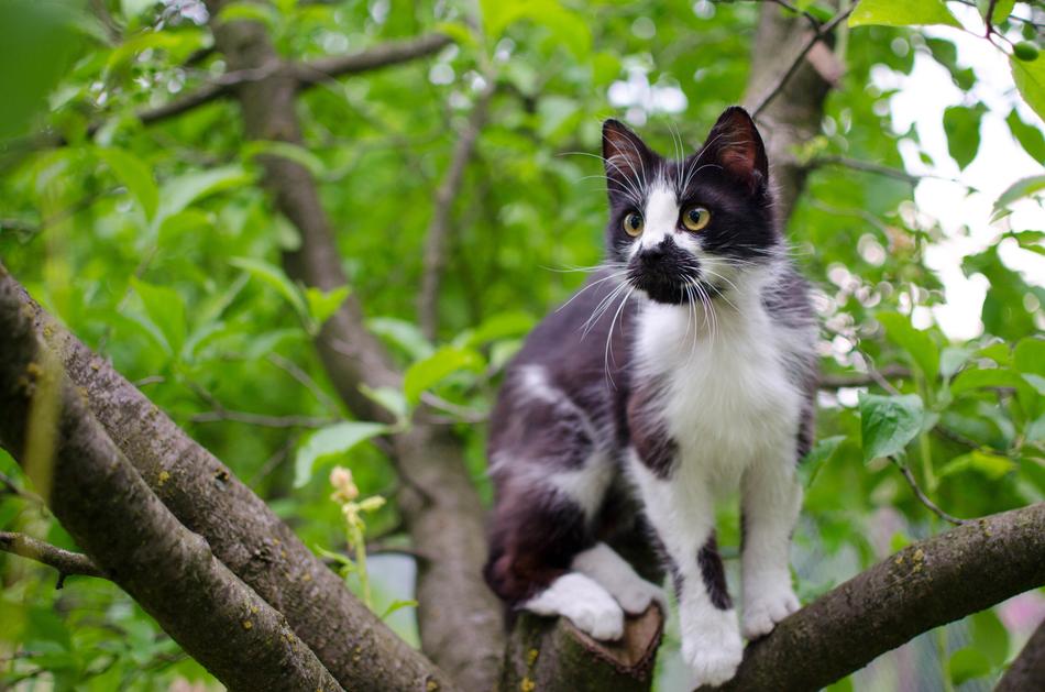 Cat Domestic Animal A