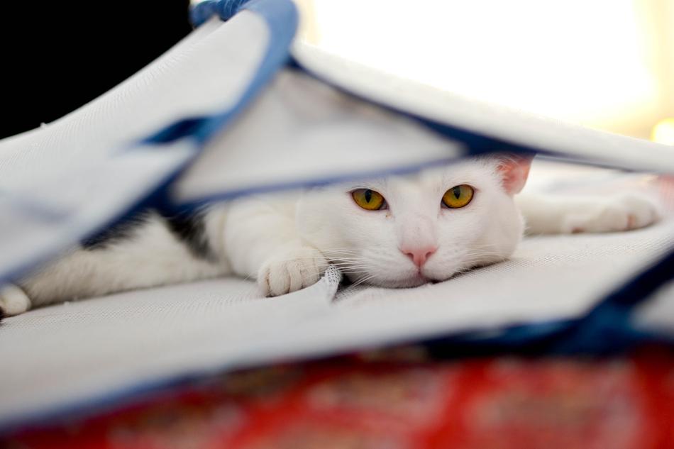 Cat Domestic Animal