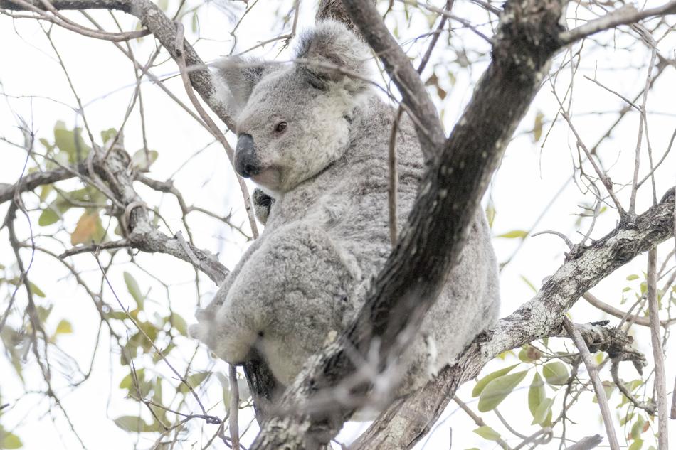 the fluffy koala in the branches is beautifu