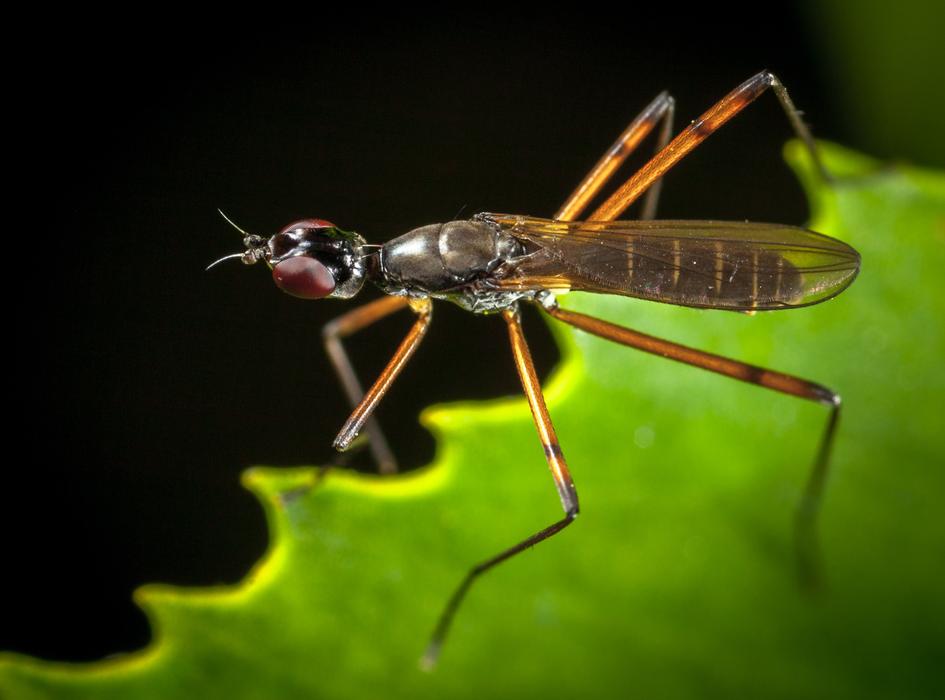 flying insect on a leaf