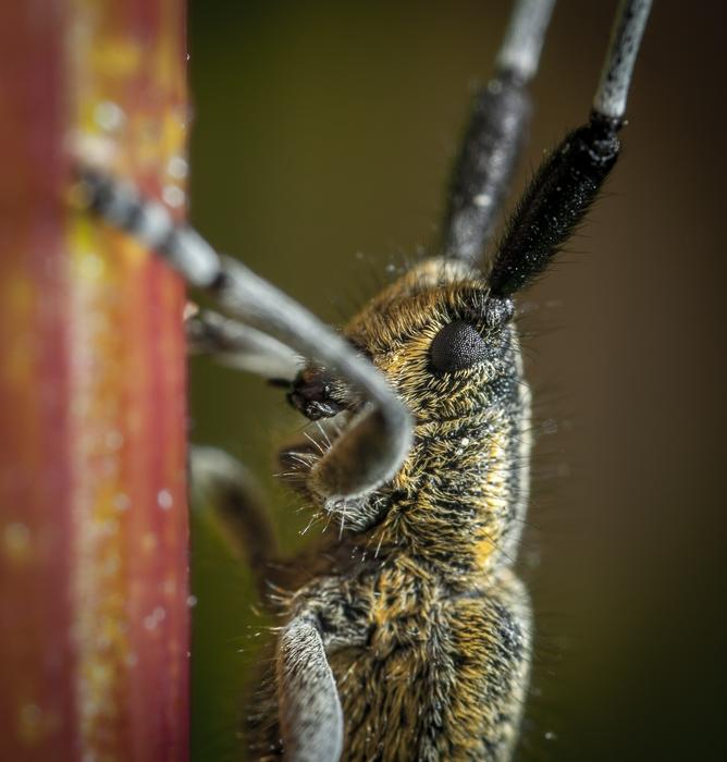 insect macro tree