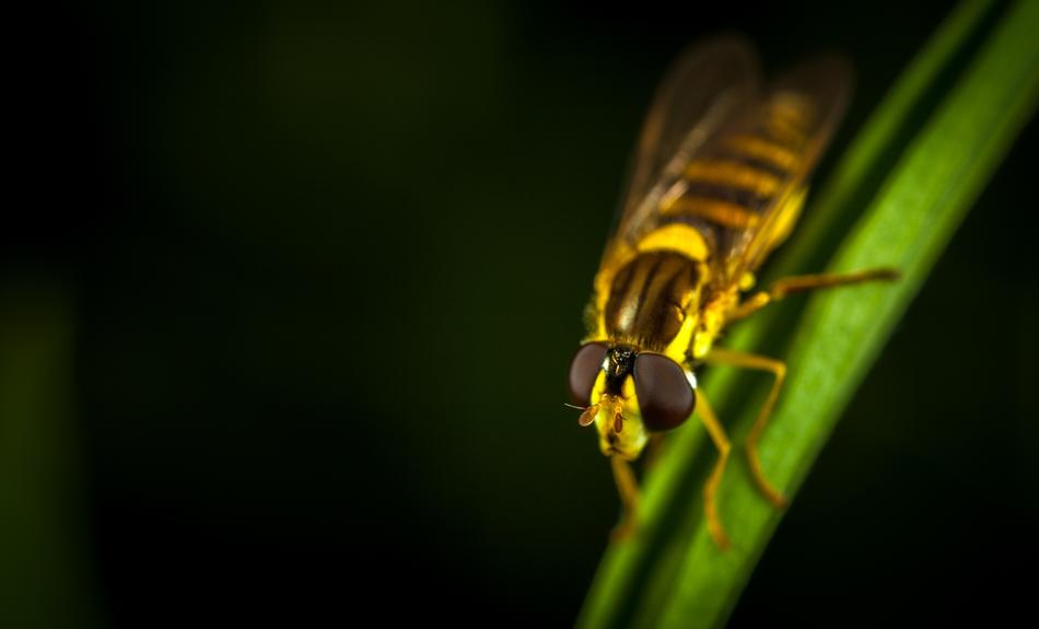 Insect No One Nature Living