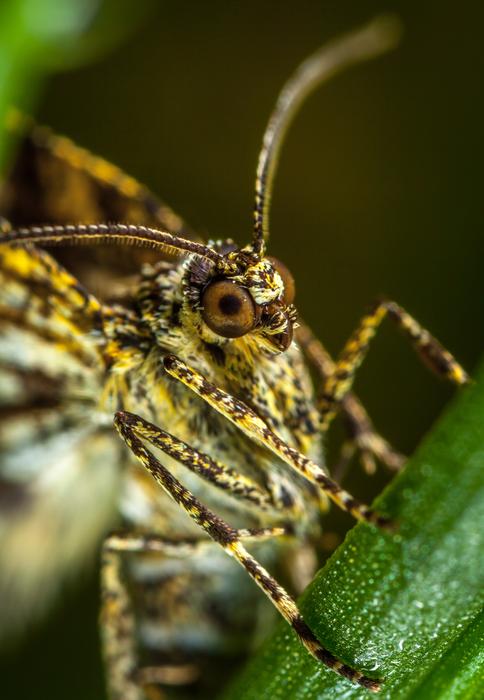 Insect Nature Living