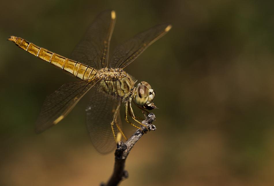 Insect Dragonfly Wildlife