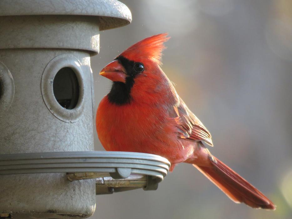 Bird Nature Red