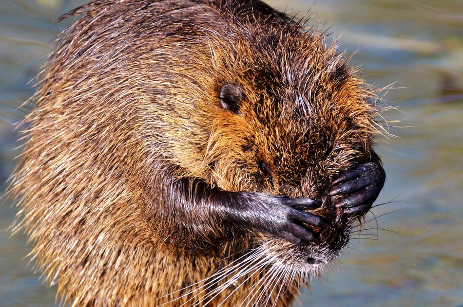 Nutria Rodent Water Rat Species Of