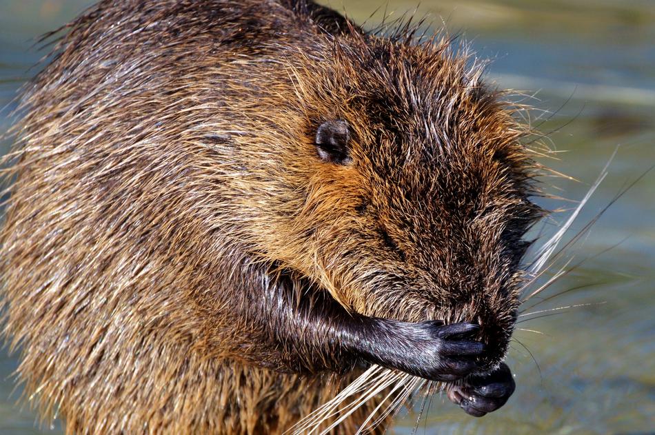 funny beaver gnawing on a branch
