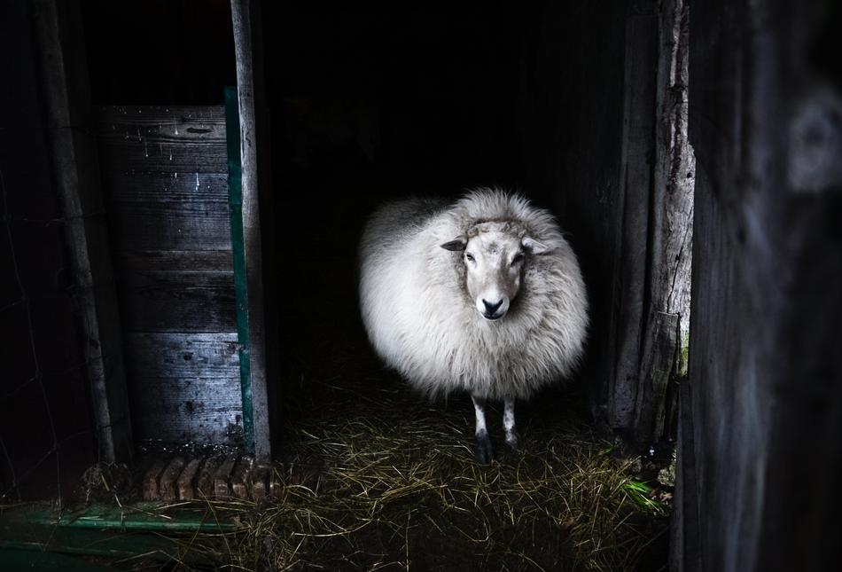 Mammal Sheep White