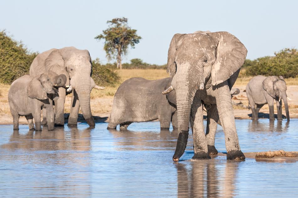 African Elephants Drinking