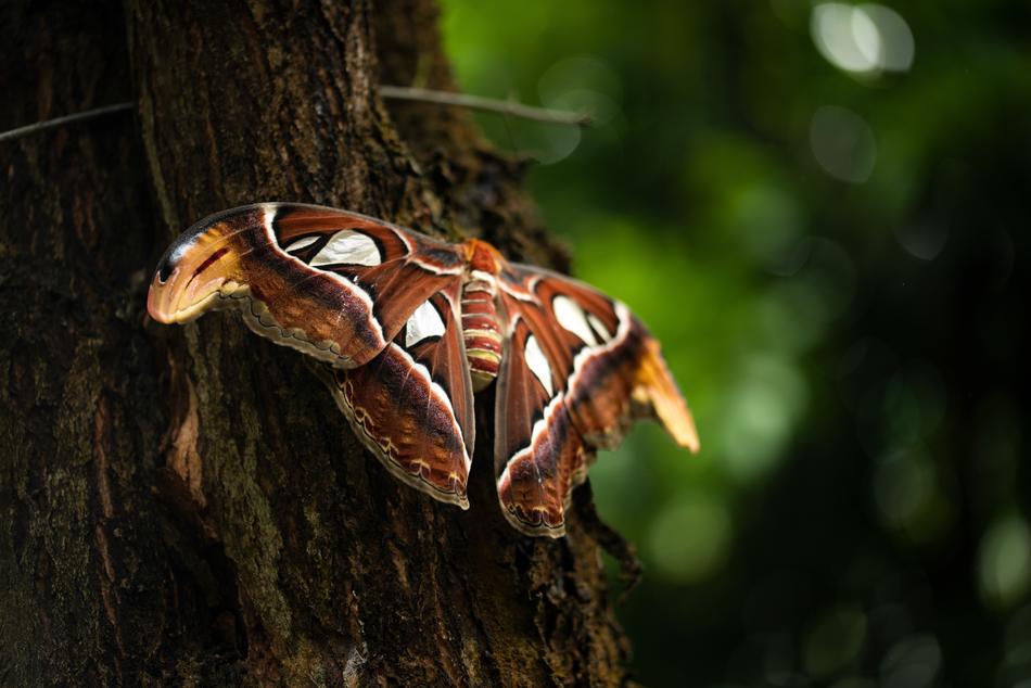 Butterfly Tropics Insect