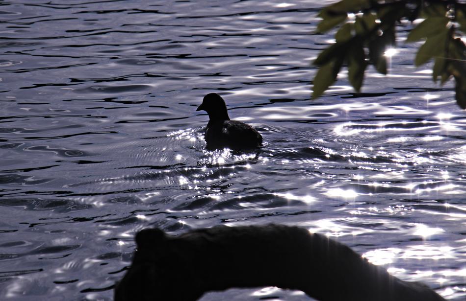 Bird in Water at sun Backlighting