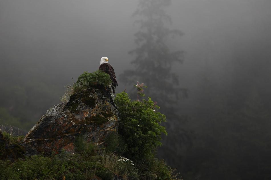 Eagle Bald Perched