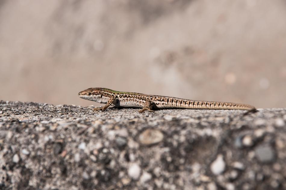 small wild lizard on a rock