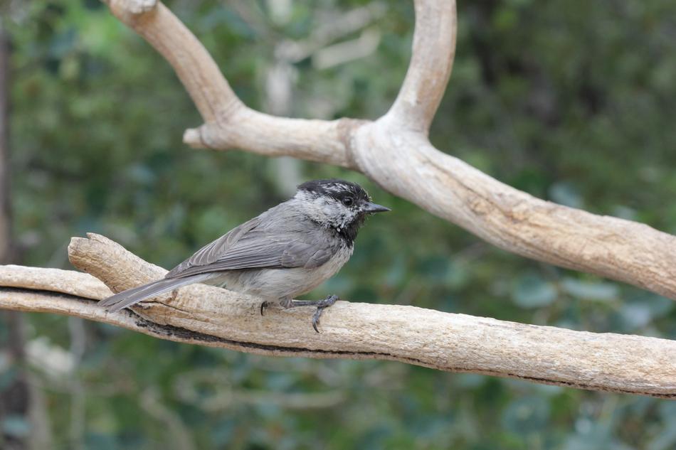 gray bird on a branch