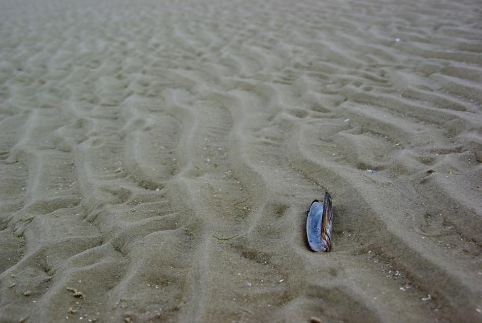 Ameland Netherlands Shell