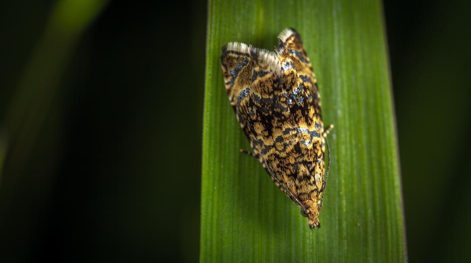 Insect Nature No One