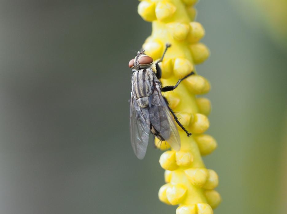 Fly Insect Macro