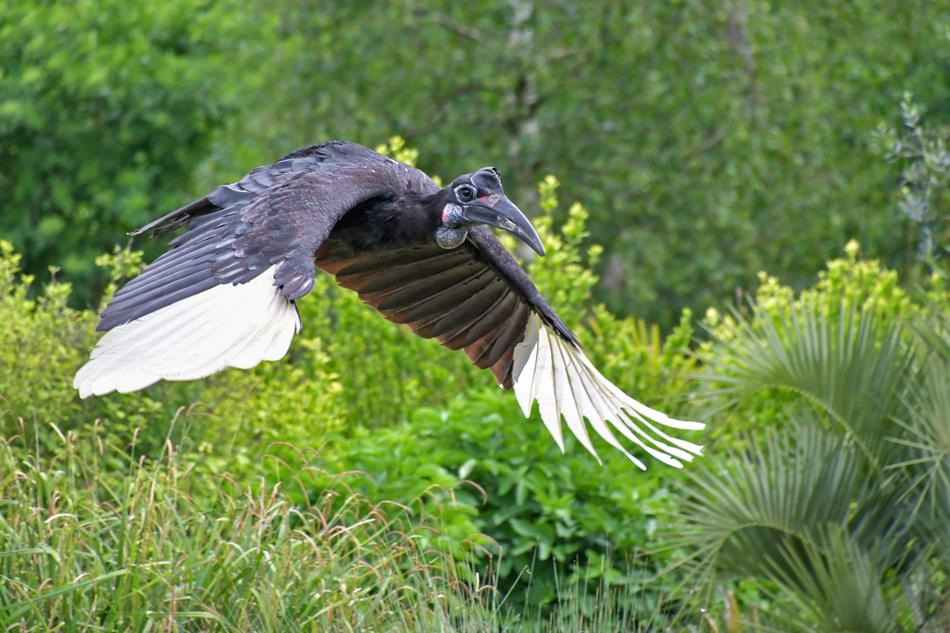 tropical wildfowl
