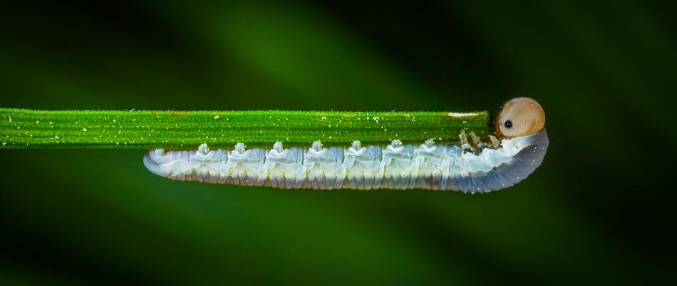 Insect Nature Larva