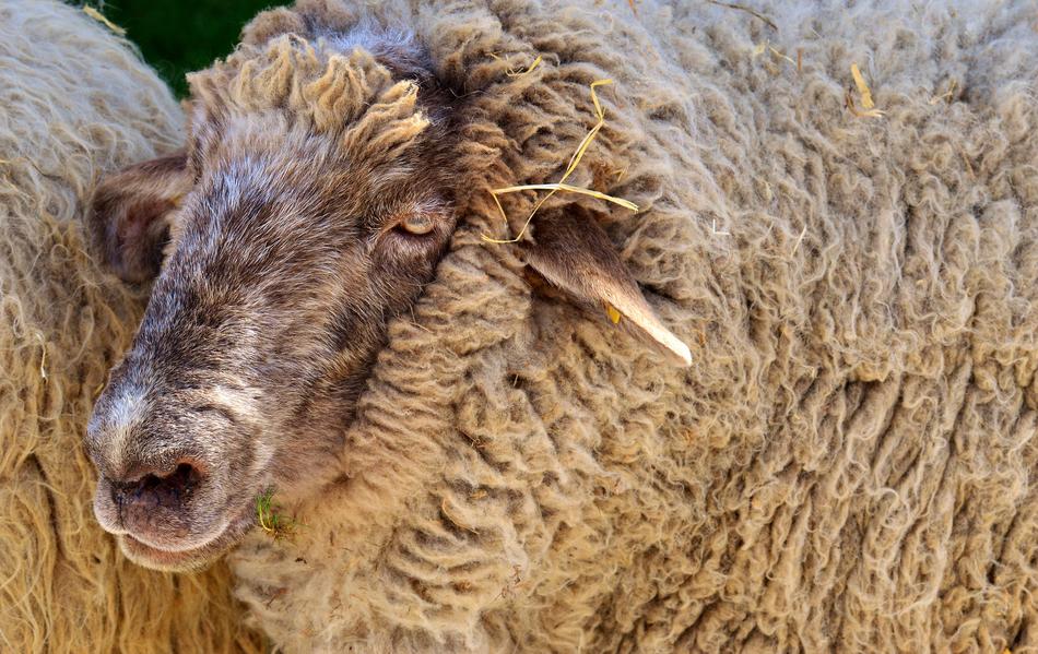 rural Sheep Wool