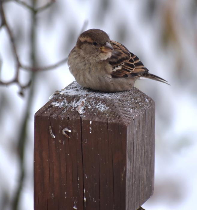 a little bird in a tree in the snow