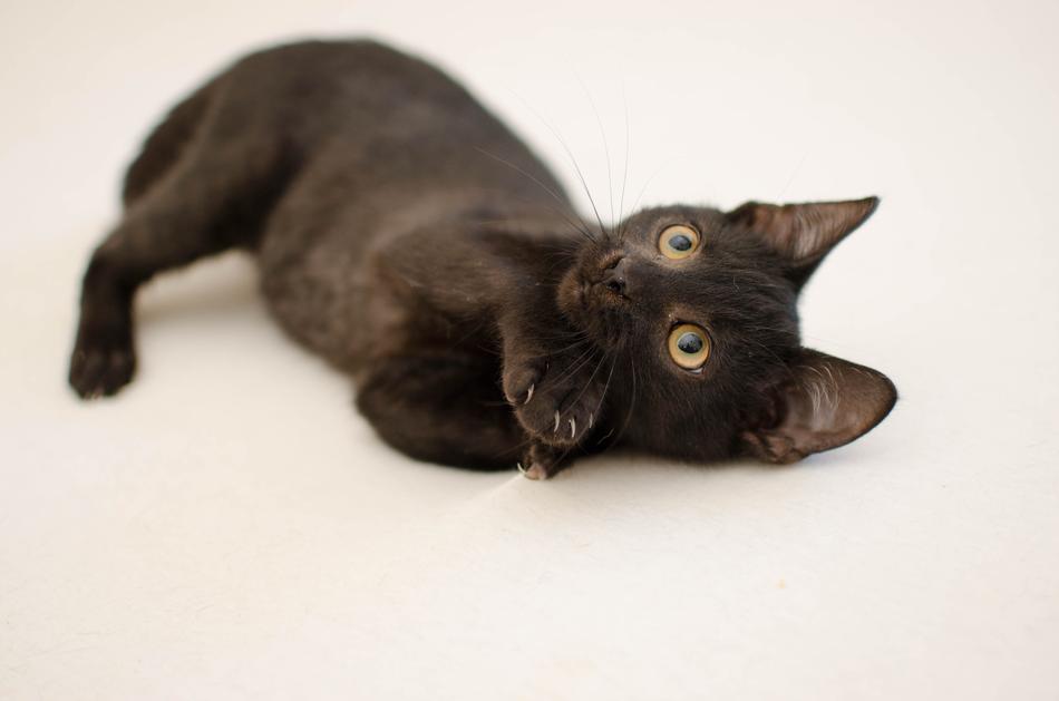 Cat Black Domestic