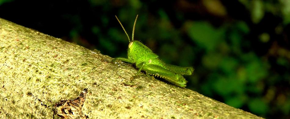 Insect Cricket Jumper