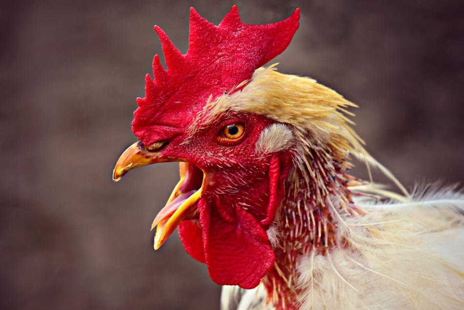Chicken Rooster Bird