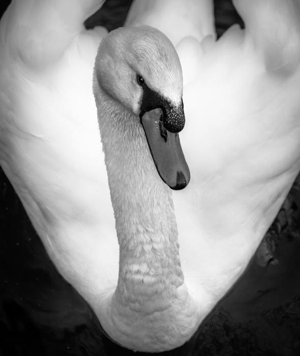 Swan Black And White Bird