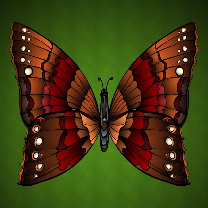 butterfly beauty colorful insect