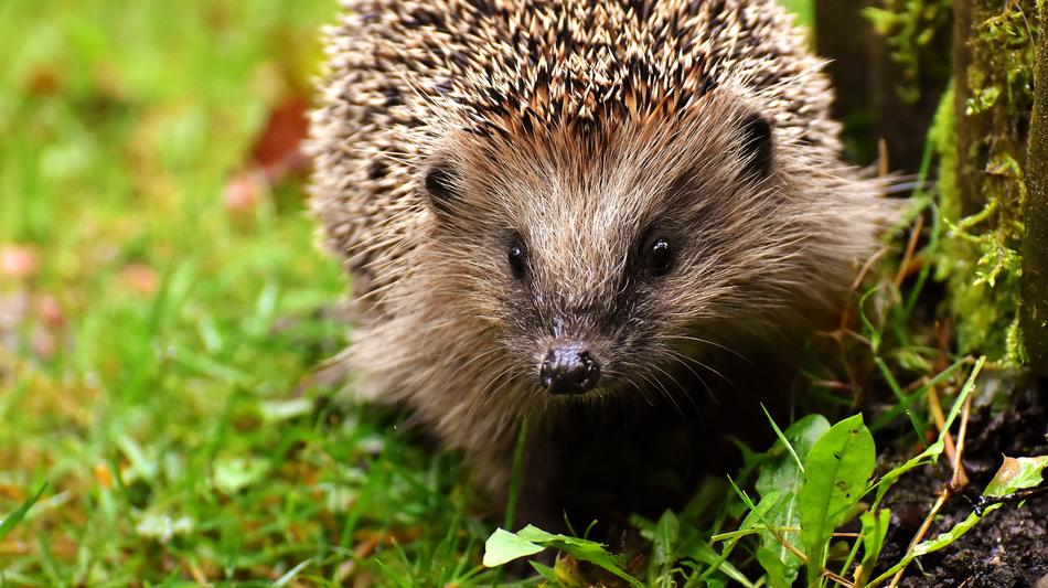 Closeup of a cute hedgehog