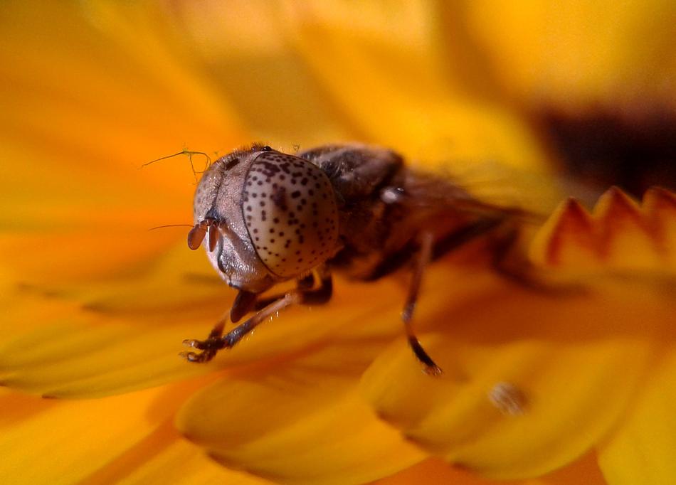 Insect Nature Flower