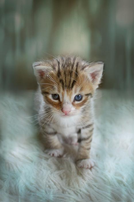 Kitten Animal Cute Cat