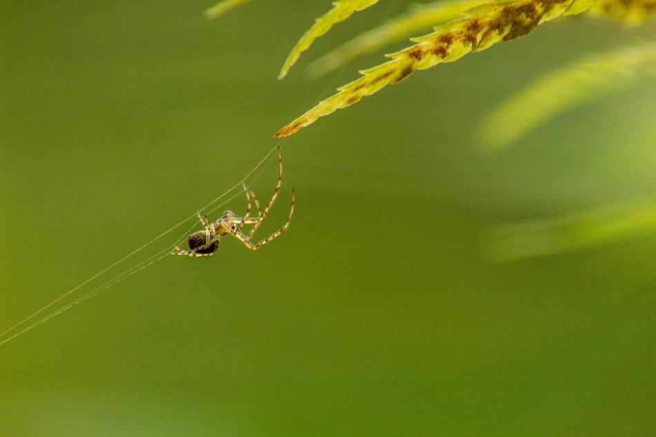 Macro Spider Insect