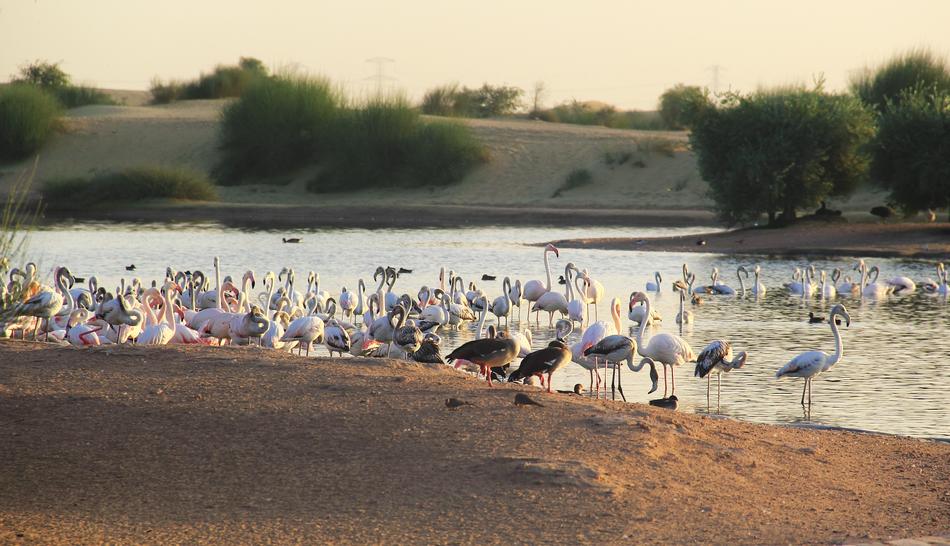 Water Bird Lake