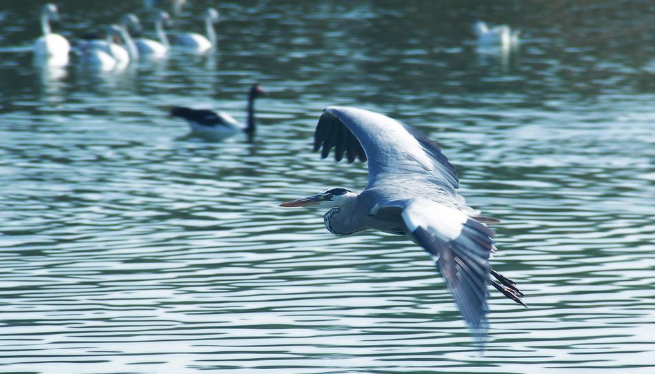 Water Bird Nature
