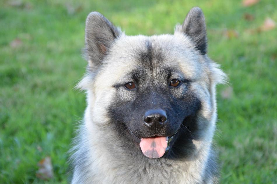 Dog Bitch Eurasier Nova